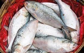 ইলিশ