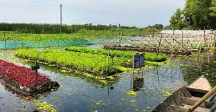 গোপালগঞ্জে ভাসমান কৃষির আধুনিক প্রযুক্তিতে খাদ্য নিরাপত্তার সম্ভাবনা