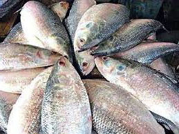 ভোলায় ফের জমে উঠেছে ইলিশের বাজার