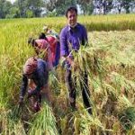 Newly harvested aman paddy yields make Rajshahi farmers happy converted converted মিডিয়া