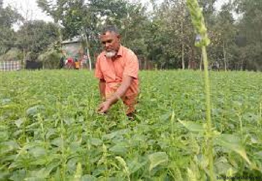 লালমনিরহাটে কৃষকরা এখন সুপারফুড চিয়া বীজ চাষে জাহিদুলের অনুসরণে ঝুঁকছেন