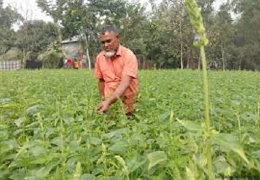 লালমনিরহাটে কৃষকরা এখন সুপারফুড চিয়া বীজ চাষে জাহিদুলের অনুসরণে ঝুঁকছেন