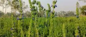 লালমনিরহাটে কৃষকরা এখন সুপারফুড চিয়া বীজ চাষে জাহিদুলের অনুসরণে ঝুঁকছেন