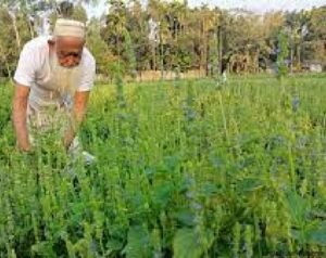 লালমনিরহাটে কৃষকরা এখন সুপারফুড চিয়া বীজ চাষে জাহিদুলের অনুসরণে ঝুঁকছেন