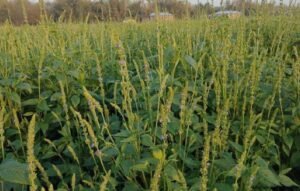 লালমনিরহাটে কৃষকরা এখন সুপারফুড চিয়া বীজ চাষে জাহিদুলের অনুসরণে ঝুঁকছেন