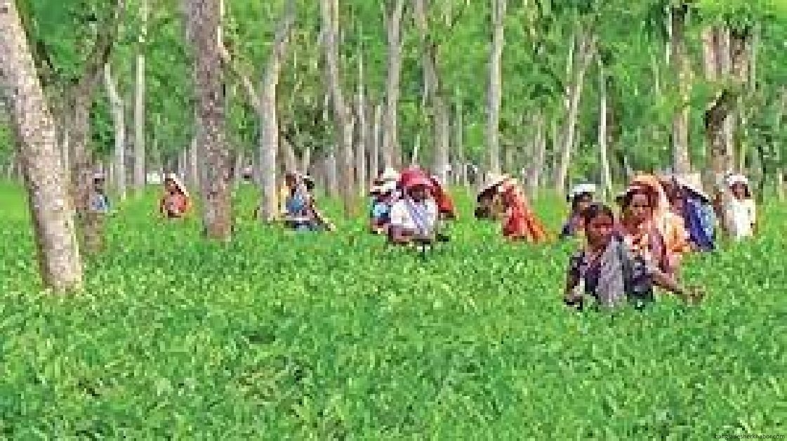 চা বাগানের নারী শ্রমিকদের বিদ্যমান পরিস্থিতি নিয়ে গবেষণা প্রতিবেদন প্রকাশিত