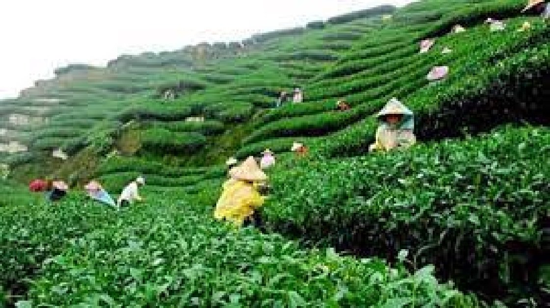 চা বাগানের নারী শ্রমিকদের বিদ্যমান পরিস্থিতি নিয়ে গবেষণা প্রতিবেদন প্রকাশিত