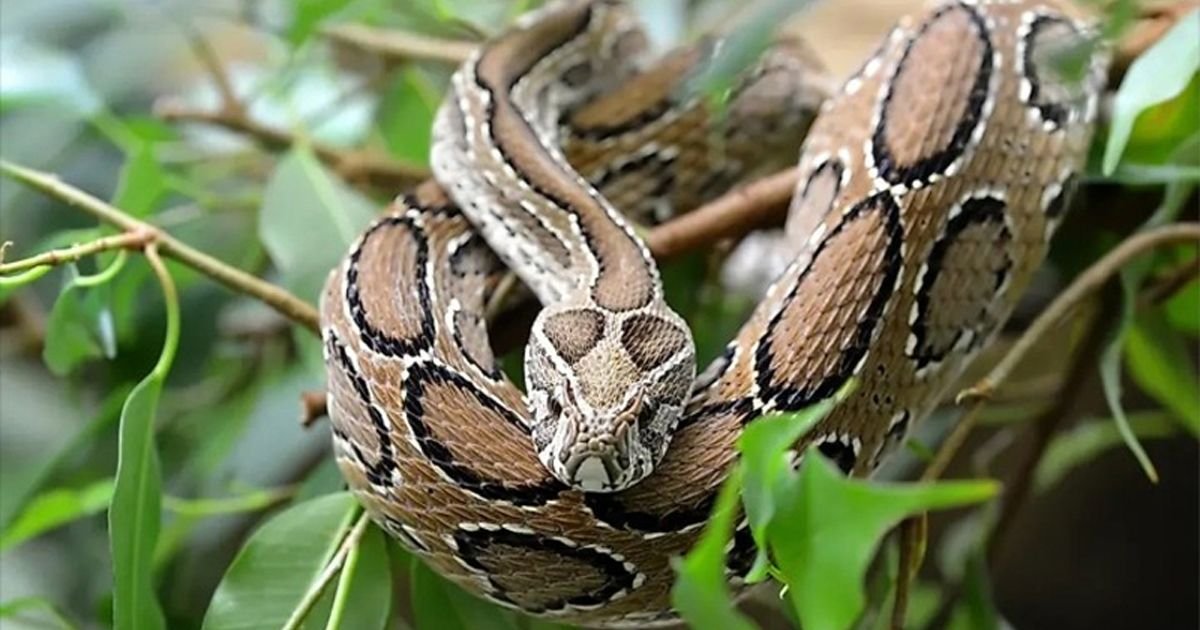 রাসেলস ভাইপার কামড়ালে কী করবো?