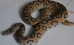 রাসেলস ভাইপার কামড়ালে কী করবো? চলুন জেনে নেই